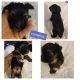 Yorkshire Terrier Puppies for sale in 157 Eva Ct, Newport News, VA 23601, USA. price: $1,200