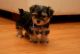 Yorkshire Terrier Puppies for sale in Tampa, FL, USA. price: $500