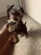 Yorkshire Terrier Puppies for sale in Benicia, CA, USA. price: $3,500