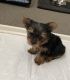 Yorkshire Terrier Puppies for sale in Downey, CA, USA. price: $1,000