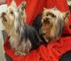 Yorkshire Terrier Puppies for sale in Ruidoso, NM, USA. price: $1,400
