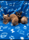Yorkshire Terrier Puppies for sale in Dumfries, VA, USA. price: $540