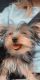 Yorkshire Terrier Puppies for sale in Ann Arbor, MI, USA. price: NA