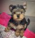 Yorkshire Terrier Puppies for sale in Salt Lake City, UT, USA. price: $550