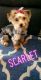 Yorkshire Terrier Puppies for sale in West Palm Beach, FL 33411, USA. price: $600