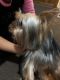 Yorkshire Terrier Puppies for sale in Canton, OH, USA. price: $800