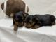 Yorkshire Terrier Puppies for sale in Hartwell, GA 30643, USA. price: $1,800
