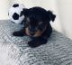 Yorkshire Terrier Puppies for sale in Hartwell, GA 30643, USA. price: $1,800