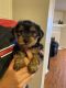 Yorkshire Terrier Puppies for sale in Lubbock, TX 79424, USA. price: $800