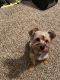 Yorkshire Terrier Puppies for sale in Tampa, FL, USA. price: $1,700