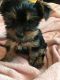 Yorkshire Terrier Puppies for sale in Kalamazoo, MI, USA. price: $1,800