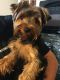 Yorkshire Terrier Puppies for sale in Rogers, AR, USA. price: NA