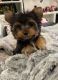 Yorkshire Terrier Puppies for sale in Macomb, MI 48042, USA. price: $500
