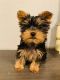Yorkshire Terrier Puppies for sale in Merced, CA, USA. price: NA