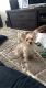 Yorkshire Terrier Puppies for sale in 2601 McKinney Ranch Pkwy, McKinney, TX 75070, USA. price: $350