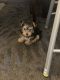 Yorkshire Terrier Puppies for sale in Cherry Hill, NJ, USA. price: $1,000