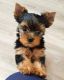 Yorkshire Terrier Puppies for sale in Michigan City, IN, USA. price: NA