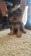 Yorkshire Terrier Puppies for sale in 1411 Emery St W, Salt Lake City, UT 84104, USA. price: $600