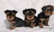 Yorkshire Terrier Puppies for sale in Topeka, KS 66601, USA. price: NA