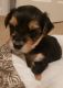 Yorkshire Terrier Puppies for sale in Berlin, NJ 08009, USA. price: $950