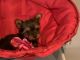 Yorkshire Terrier Puppies for sale in Lucerne Valley, CA 92356, USA. price: $3,000