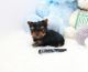 Yorkshire Terrier Puppies for sale in Cashmere, WA 98815, USA. price: NA
