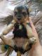 Yorkshire Terrier Puppies for sale in Salem, MA, USA. price: $3,000