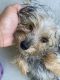 Yorkshire Terrier Puppies for sale in 271 Bonnie Blvd, Palm Springs, FL 33461, USA. price: NA