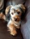 Yorkshire Terrier Puppies for sale in Mt Carmel, PA 17851, USA. price: $1,200