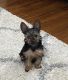Yorkshire Terrier Puppies for sale in Bowling Green, KY, USA. price: $950
