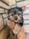 Yorkshire Terrier Puppies for sale in Alpharetta, GA 30009, USA. price: NA