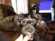 Yorkshire Terrier Puppies for sale in Anderson, SC, USA. price: $250