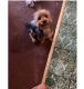 Yorkshire Terrier Puppies for sale in Brown Deer, WI 53223, USA. price: NA