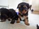 Yorkshire Terrier Puppies for sale in The Marina Torch - Dubai Marina - Dubai - United Arab Emirates. price: NA