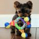 Yorkshire Terrier Puppies for sale in Fort Lauderdale, FL 33324, USA. price: $500