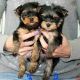Yorkshire Terrier Puppies for sale in Fort Lauderdale, FL 33324, USA. price: $550
