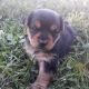 Yorkshire Terrier Puppies for sale in Troy, MI, USA. price: $1,000