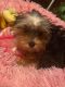 Yorkshire Terrier Puppies for sale in Milwaukee, WI, USA. price: $1,500
