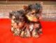 Yorkshire Terrier Puppies for sale in Clearwater, FL 33755, USA. price: $385