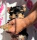 Yorkshire Terrier Puppies for sale in Nashville, TN, USA. price: $550
