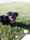 Yorkshire Terrier Puppies for sale in Colorado Springs, CO, USA. price: $2,000