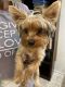 Yorkshire Terrier Puppies for sale in Madison, AL, USA. price: $1,100