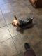 Yorkshire Terrier Puppies for sale in East Chicago, IN, USA. price: $1,200