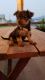 Yorkshire Terrier Puppies for sale in Tri-Cities, WA, USA. price: $700