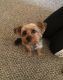 Yorkshire Terrier Puppies for sale in MOUNT WASHING, OH 45230, USA. price: NA