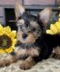 Yorkshire Terrier Puppies for sale in Detroit, MI, USA. price: $1,875