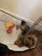 Yorkshire Terrier Puppies for sale in Paterson, NJ, USA. price: $600