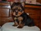 Yorkshire Terrier Puppies for sale in 10001 Oleander Ave, Fontana, CA 92335, USA. price: $880