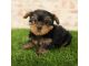 Yorkshire Terrier Puppies for sale in 10001 Oleander Ave, Fontana, CA 92335, USA. price: $880