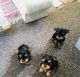 Yorkshire Terrier Puppies for sale in 89123 Dellmoor Loop, Warrenton, OR 97146, USA. price: $880